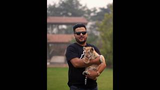 Only 30 Golden Taby Tigers in the World | Nouman Hassan