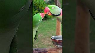 Alexandrine Parrots Mating Dance #cute #Dance #parrot