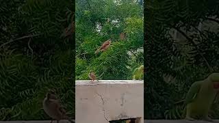 birds point#cutebird parrot#sparrow #eurasian #shortsvideo