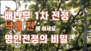 [배재배]가을전정의 비밀/낙엽 전 1차 전정/명인전정/정지전정 빠를수록 좋다