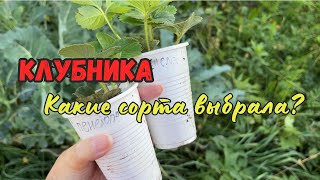 Клубника | посадки осенью 2023 | Купили дом в деревне | Брянск