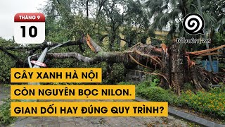 Cây xanh Hà Nội còn nguyên bọc nilon. Gian dối hay đúng quy trình.