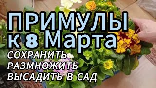 ПРИМУЛЫ 8 МАРТА Сохранить, размножить, высадить в сад! #garden #flower #SadVLesu #primerose #bloom