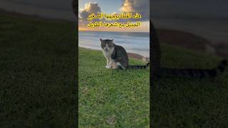 هذه القطة بوجهها الجميل مع شعرها الطويل ذو اللونين الأبيض والبيج ونظرتها التي تجبرك على أن تحبيها