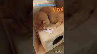 Fox невыносимый!Хотел вместо меня в школу пойти! #кот #фиксай #невыносимый