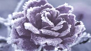 The beauty of snow roses (HD720p)