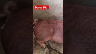 Is Duroc pig breeds good for commercial pig #animals #pigsofig #piglet