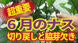 6月のナスで超重要な脇芽欠きと切り戻し。これがナス栽培の難しさを解くポイントです。6/20