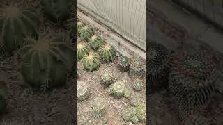 kalimpong cactus nursery#Beautiful Nature View#Cactus#Cactus plant#viral# shorts#subscribe