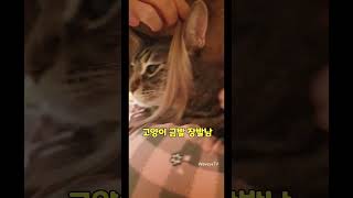 금발 장발미남 고양이 어때 #고양이 #장발 #cat #shorts