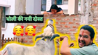 धोली को मिली नयी दोस्त🥰🥰 #baawalechorevlogs #cowvlog #dailyvlog #cowslover #baawalechorecows