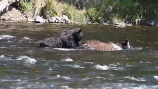 Grizzly Bear Eating Dead Bison LeHardy Rapids Yellowstone National Park