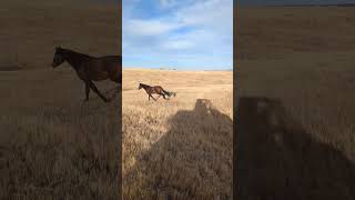 Time to round up the most nonchalant horses in Colorado