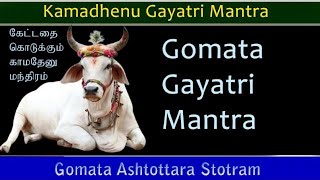 Gomata mantra||Gomata Ashtottara Stotram|காமதேனுகாயத்ரிமந்திரம்|KamadhenuGayatriMantra