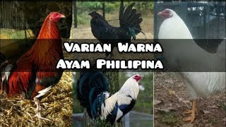 Jenis Ayam Filipina dari warna nya