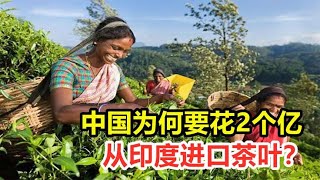 中国为何要花2个亿，从印度进口茶叶？印度茶比中国茶好喝吗？