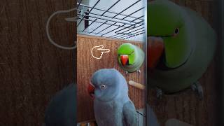 Parrot flirting🦜❤💚💜🕊🦤💛#birds #tiktok #shorts #cute