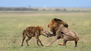 Lion Attack Hyena In The Wild