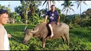 CARABAO BEAUTIFUL ANIMAL. in Sierra bolluones(1)