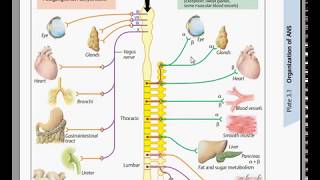 A.N.S 3 Parasympathetic Full