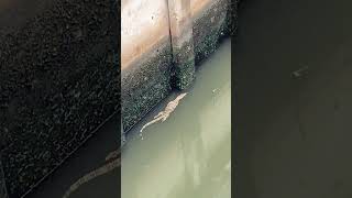 Bangkok, Thailand In Southeast Asia. A Local Fisherman Fishing And Got An Unexpected Visitor.