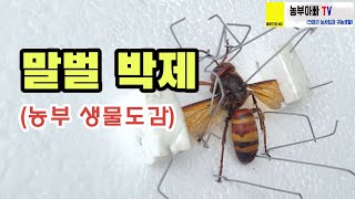 말벌 박제, 곤충표본제작 꿀팁, 농부 생물도감