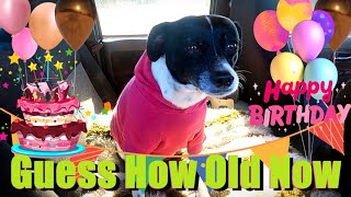 My Chihuahua Terrier Turns ? - Moo-moo Is Getting To Be An Old Girl | #dogvideo