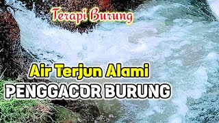 Terapi Burung, Air Terjun Alami Penggacor Burung, Suara Air Terapi Burung Kicau