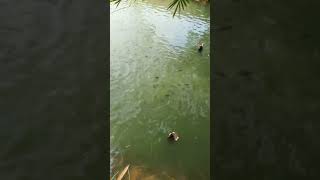 FEEDING TILAPIA #feeding #tilapia #shortvideo #fish #fishpond #viral #farming #shortsfeed