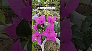 Wholesale Flower Plant Market Kolkata Muchisha Nursery biggest plant Market