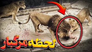 ❌لحظه دردناک خورده شدن زن آمریکایی توسط شیر جلوی همه❌