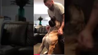 Boerboel SAYS ILove You ? #trending #shortsfeed #boerboel