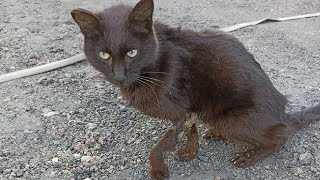 Щенок прижался к холодной стене. В желудке давно было пусто!