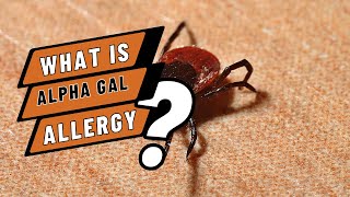 What is alpha gal allergy?