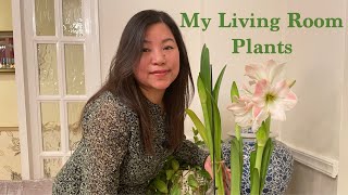 Living Room Plants | Indoor Plants | Mamata's Essence