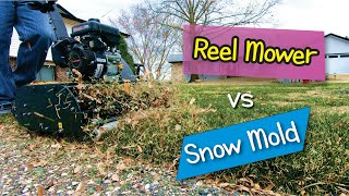 Repairing Snow Mold Damage with a Reel Mower