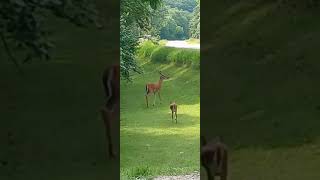 young deer