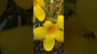 The most poisonous flower 😱😱 || #shorts #viral #short