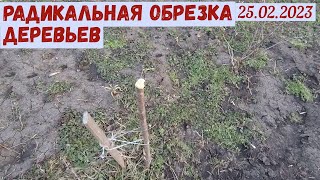 Обрезка деревьев(25.02.2023)