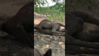 Camel rest time lifestyle #animals #camelculture #camel #camellife #shortvideo #shorts #viralshorts