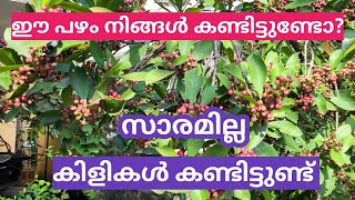 @GeorgeTheIndianFarmer വീണ്ടും ഒരു കിളിഞാവൽ സീസൺ. കിളികളുടെ സന്തോഷം നമ്മുടെ സന്തോഷം