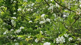 Apple blossoms...3 May 2020