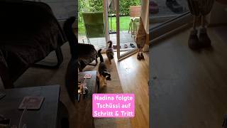 Follow me, follow you - Die Verfolgung😹lustige Katzenvideos 😻 #shorts #cats