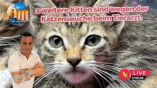 2 weitere Kitten sind wegen der Katzenseuche beim Tierarzt.