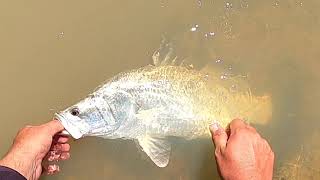 Barramundi Fishing Burdekin River Ep. 6