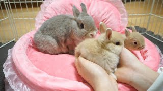 【生後24日】離乳直前のかわいすぎる赤ちゃんうさぎ【ネザーランドドワーフ】