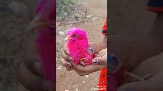 cute  chick # short vedio .