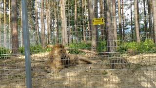 Nowe Zoo.  Poznań,  Polska. Lion