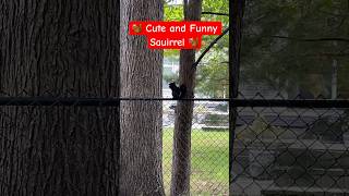 🐿🐿😍 Cute and Funny Squirrel 🐿🐿😍 #shorts #squirrel #nature #tree #funny #cute #canada #playful