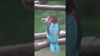 Kingfisher smashing it's frog Kill| Painted frog| hunt|#indianwildlife #birds #birdsofindia #shorts